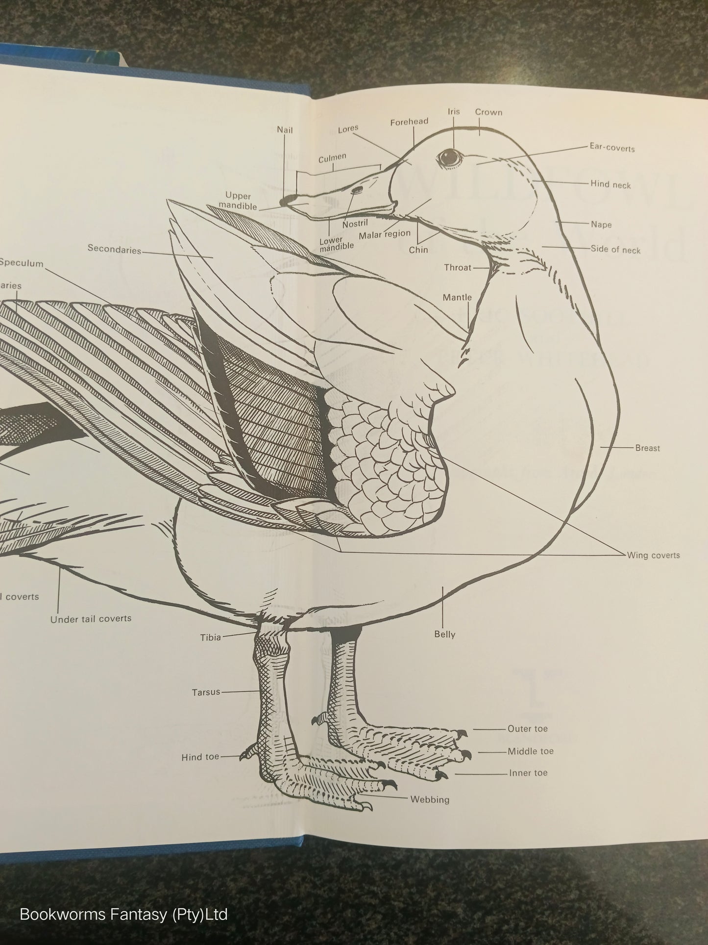 Wildfowl of the World by Eric Soothill & Peter Whitehead